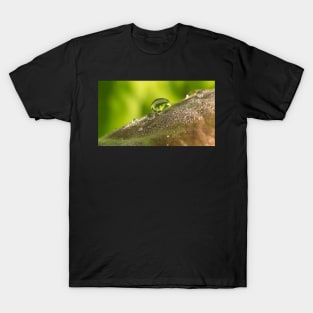 Morning Dew T-Shirt